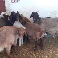 بره و یک عدد بز چاغ|حیوانات مزرعه|نورآباد, |دیوار