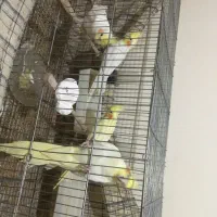 طوطی عروس بالغ سالم|پرنده|آمل, |دیوار