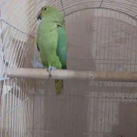 طوطی ملنگو ماده