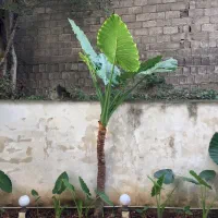 ۳ اصله گل بابا آدم بزرگ و تنومند نژاد ۶۰ ساله