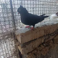 زاغ چشم نوک نر مست