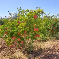 باغ انار تجاری و تفریحی در رودخانه حسن آباد دهزمین