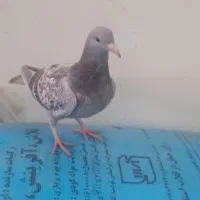 جوجه سار الماسی