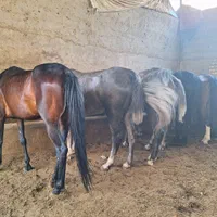 خریدو فروش اسب