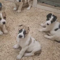 توله آلابای|سگ|آبعلی, |دیوار