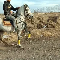 خریدوفروش اسب