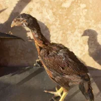 مرغ و جوجه لاری انگلیسی و هندی|حیوانات مزرعه|فردیس, شهرک ۱۱۰|دیوار