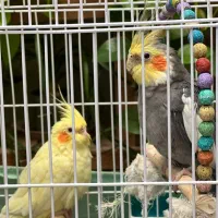 یک جفت عروس هلندی جفت خورده|پرنده|اسلامشهر, شهرک طالقانی|دیوار