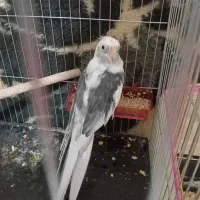 عروس هلندی نر مست مست