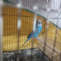 مرغ عشق نر
