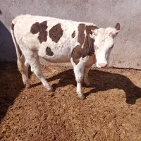 تلیسه سیمینتال