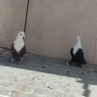 مخمل سرور پشتی و...