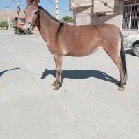 قاطر کاری سواری|حیوانات مزرعه|شهرکرد, |دیوار