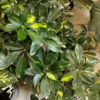 گلفروشی ژوان(کیهانشهر)|گل و گیاه طبیعی|کرمانشاه, |دیوار