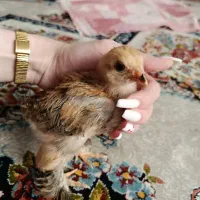 مرغو خروس برهما