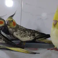 پرنده ها گمشدن