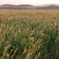 بذریونجه