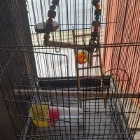 قفس کاسکویی