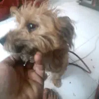 سگ زیبای شیتزو پودل|سگ|کرمانشاه, |دیوار