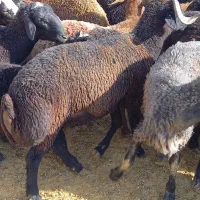 بره نر مناسب برای قوچ و کشتاری|حیوانات مزرعه|تهران, بهارستان|دیوار