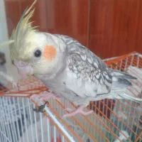 عروس هلندی