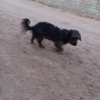 سگ پاکوتاه|سگ|مشهد, طبرسی شمالی|دیوار