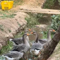 فروش ۵عددغاز