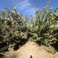 فروش باغ پونصد متری|فروش زمین و ملک کلنگی|بهارستان, |دیوار