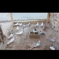 کبوتر