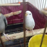 عروس هلندی سخنگو باهوش|پرنده|هشتگرد, شهرک فرهنگیان|دیوار