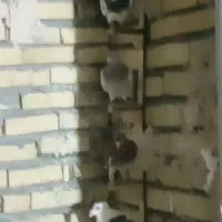 کفتربوم زدوخوردی کفترچاشنی بازی دانه۴۰۰