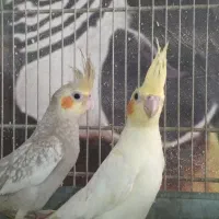 همه رنگ عروس هلندی(بهترین زمان سخنگوکردن)