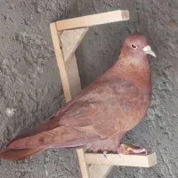 کبوتر گلی