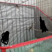 سهره ماده کارداده