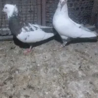 تعدادی کبوتر نر وماده هم جفتی هم تکی|پرنده|تاکستان, |دیوار