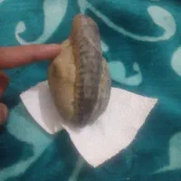 سنگ فصیلی.|کلکسیون اشیاء عتیقه|بجنورد, |دیوار