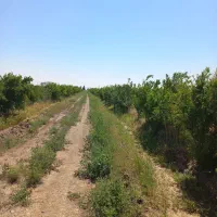 فروش-باغ-با-آب-ملکی