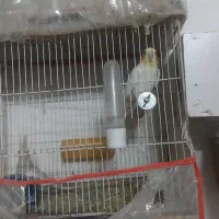 عروس هلندی سخنگو  جفت بالغ با لوازم