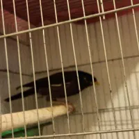 پرنده|پرنده|اهواز, سیصد دستگاه|دیوار