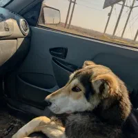 واگذاری سگ|سگ|تاکستان, |دیوار