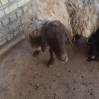 میش گله دار