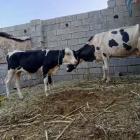 گاو خارجی با گوسالة سمینتال در شادگان