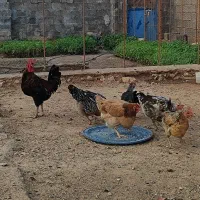 مرغ و خروس محلی|حیوانات مزرعه|لنده, |دیوار