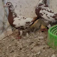 کبوتر|پرنده|شیراز, بازار|دیوار