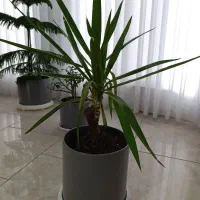 گل‌های بی‌نظیر