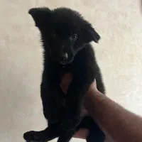 ژرمن شهپرد بلک