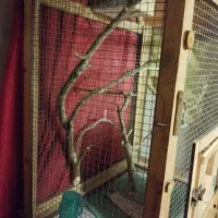 قفس پرنده چوبی|لوازم جانبی حیوانات|سمنان, |دیوار