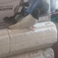 کبوتر باشی گوماده