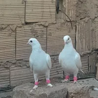 کبوترحندقی