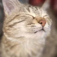 پیشی ناز|گربه|کیش, |دیوار